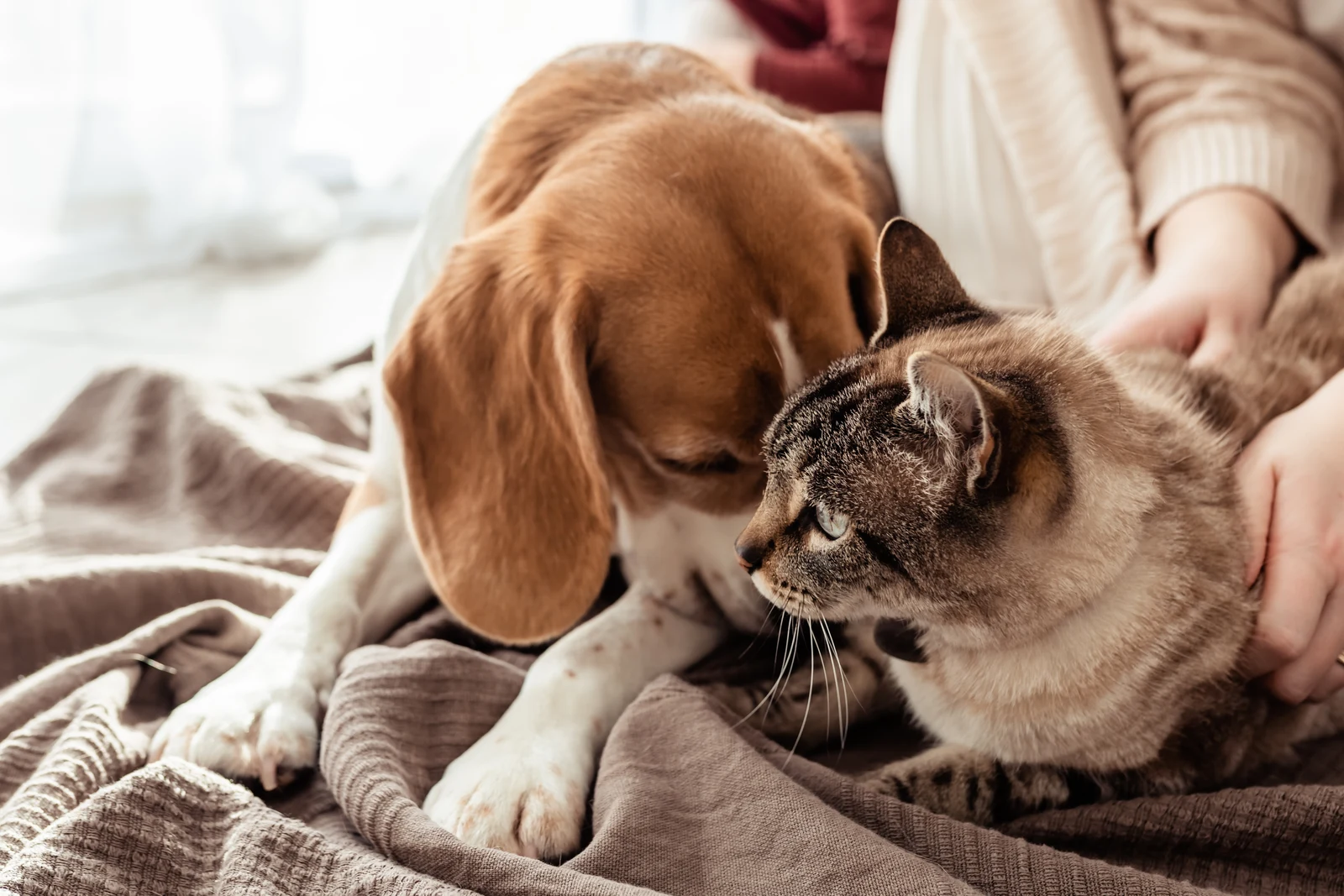 🐾 Planning for Your Pet's Future with the Forethought App 🐾